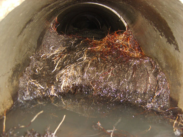 Root Intrusion